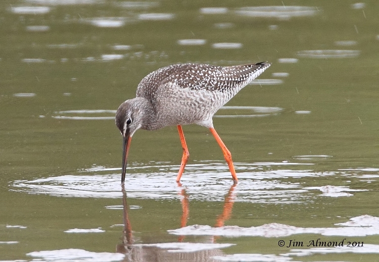 Spotted Redshank reflection  27 8 11  IMG_7128